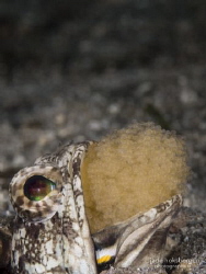 Children are a Mouthful: a mouthbrooding Dusky Jawfish ae... by Jade Hoksbergen 